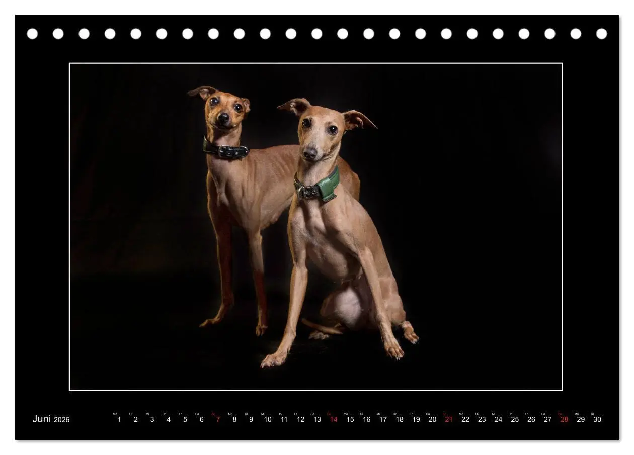 Bild: 9783457745342 | Windhunde - Schnelle Schönheiten (Tischkalender 2026 DIN A5 quer),...