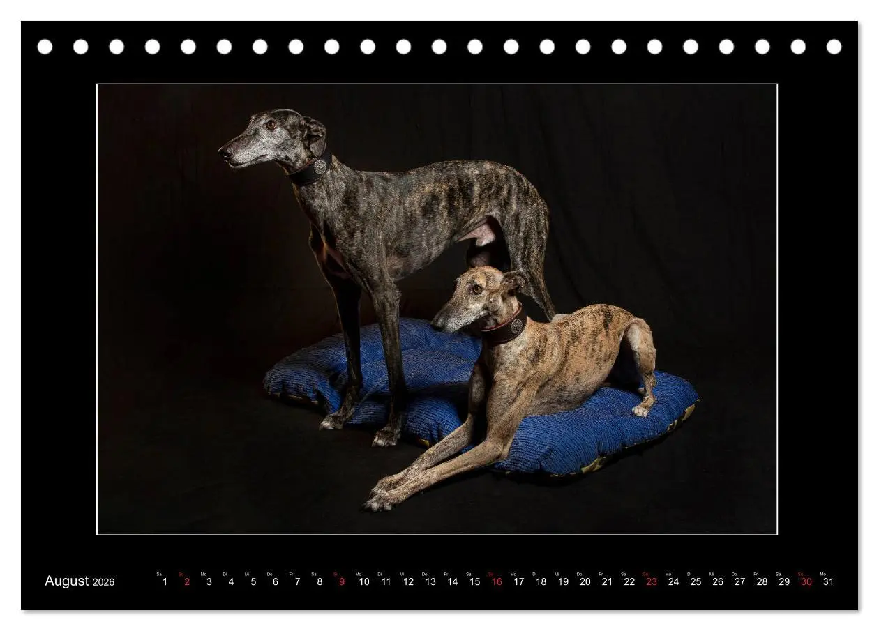 Bild: 9783457745342 | Windhunde - Schnelle Schönheiten (Tischkalender 2026 DIN A5 quer),...