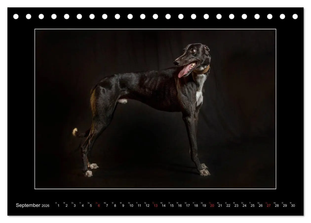 Bild: 9783457745342 | Windhunde - Schnelle Schönheiten (Tischkalender 2026 DIN A5 quer),...