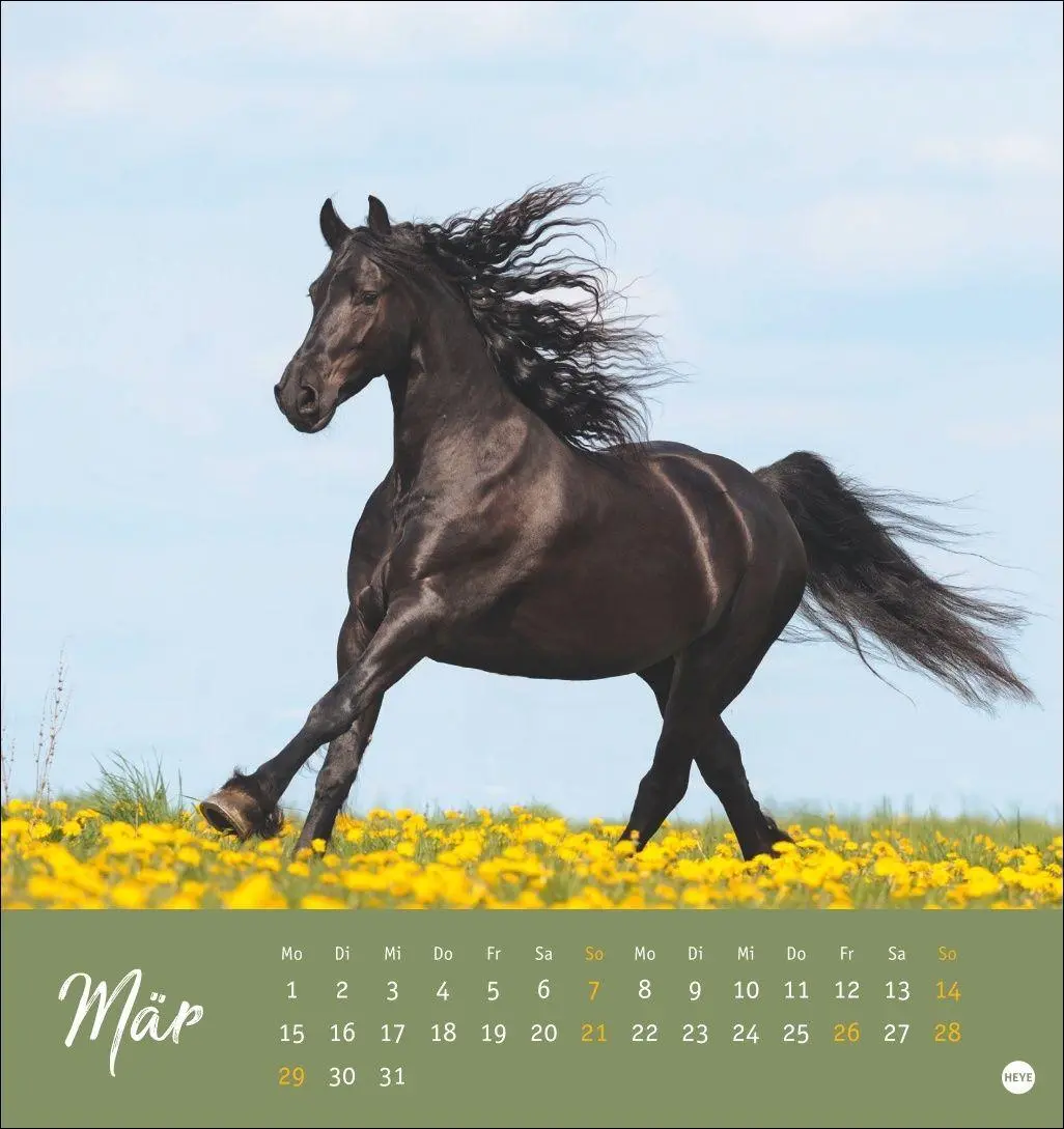 Bild: 9783756415342 | Pferde Postkartenkalender 2027 - Starke Freunde | Sabine Stuewer