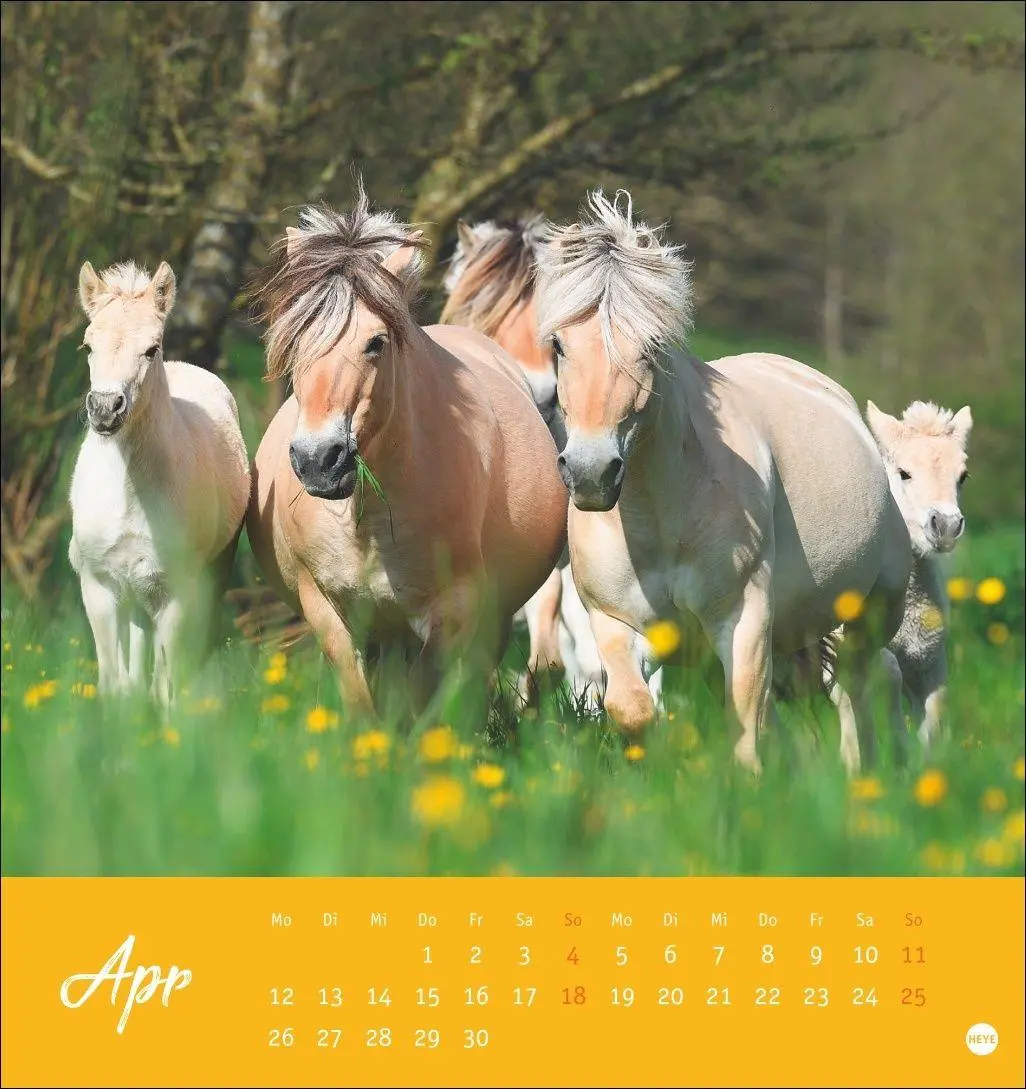 Bild: 9783756415342 | Pferde Postkartenkalender 2027 - Starke Freunde | Sabine Stuewer