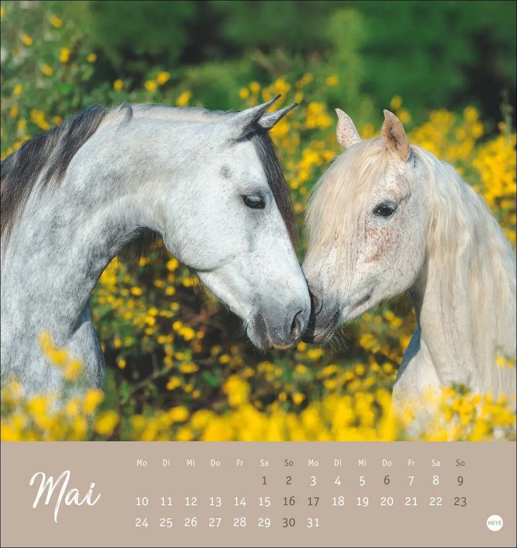 Bild: 9783756415342 | Pferde Postkartenkalender 2027 - Starke Freunde | Sabine Stuewer