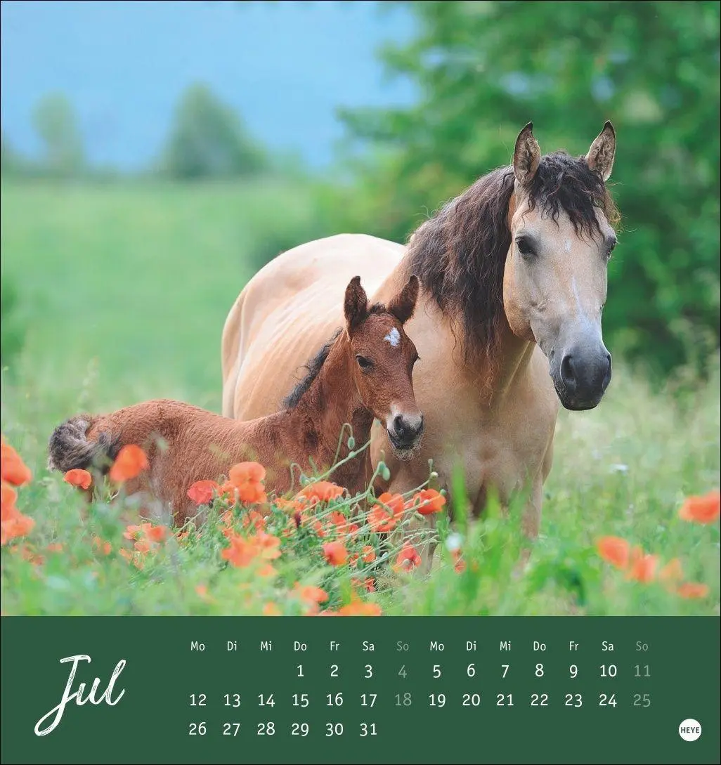 Bild: 9783756415342 | Pferde Postkartenkalender 2027 - Starke Freunde | Sabine Stuewer