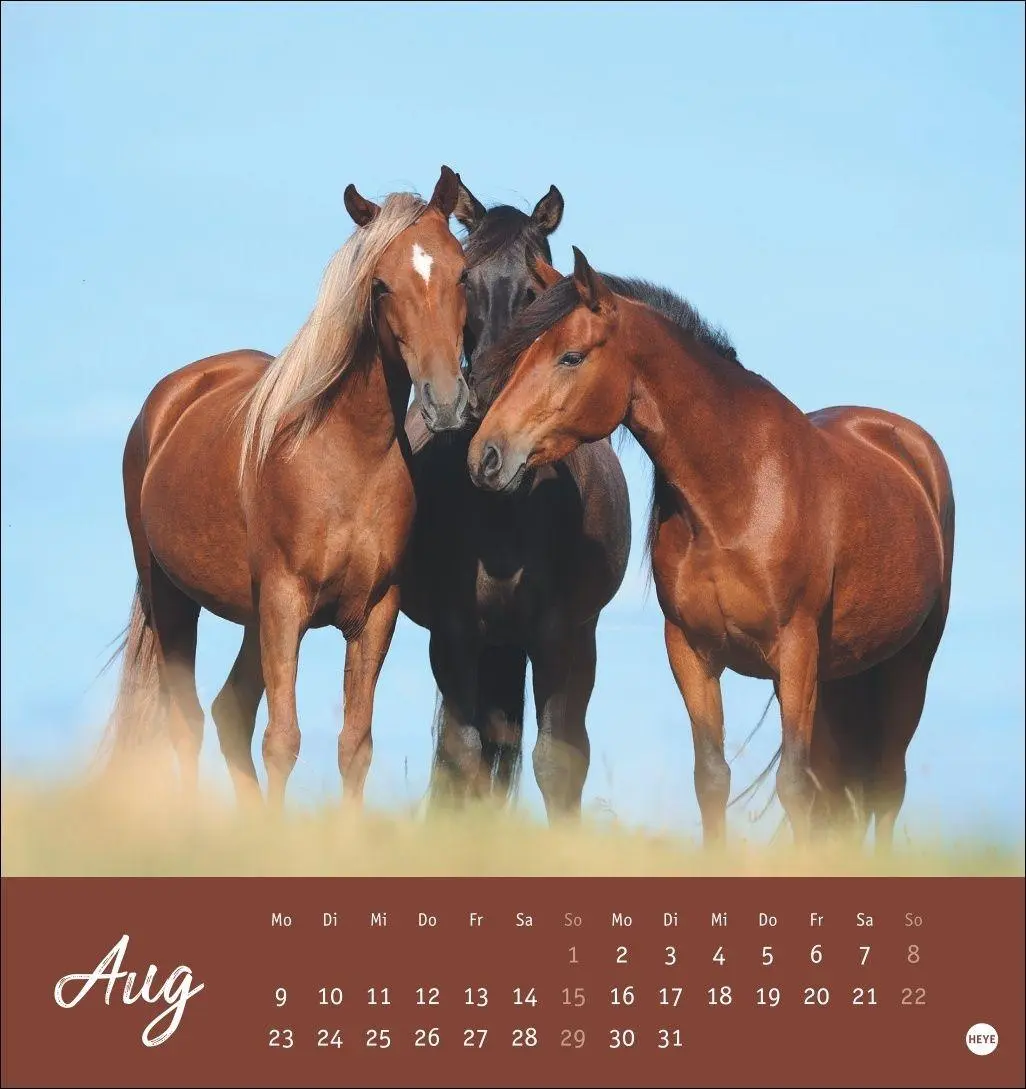 Bild: 9783756415342 | Pferde Postkartenkalender 2027 - Starke Freunde | Sabine Stuewer