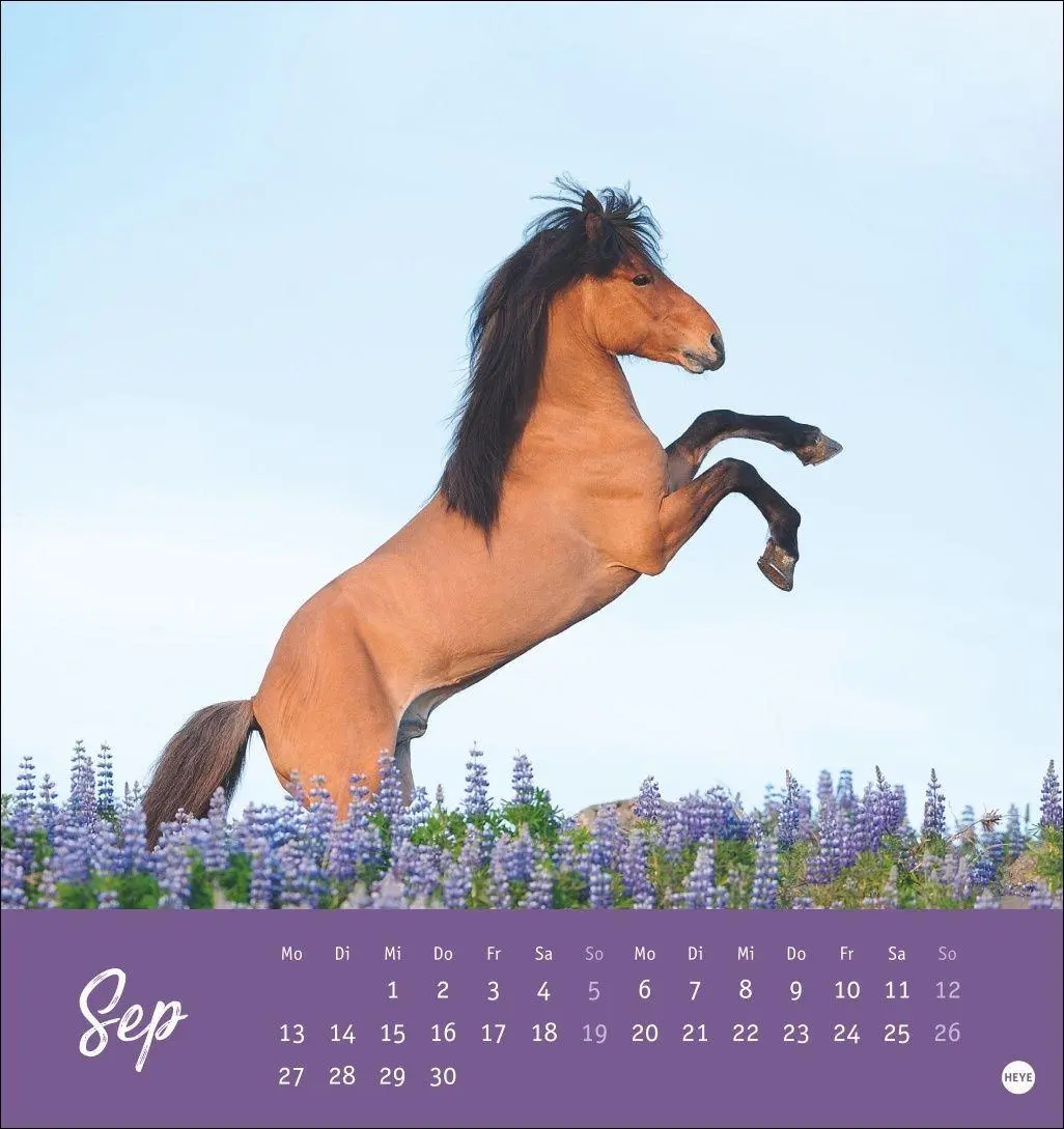 Bild: 9783756415342 | Pferde Postkartenkalender 2027 - Starke Freunde | Sabine Stuewer
