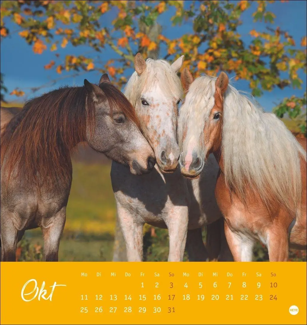 Bild: 9783756415342 | Pferde Postkartenkalender 2027 - Starke Freunde | Sabine Stuewer