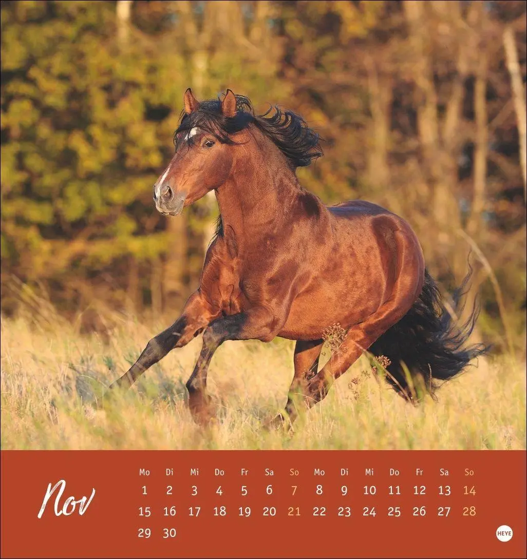 Bild: 9783756415342 | Pferde Postkartenkalender 2027 - Starke Freunde | Sabine Stuewer