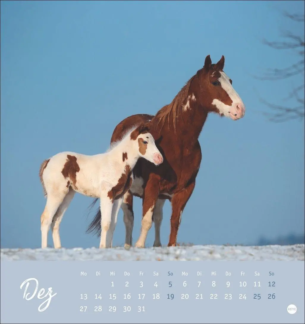 Bild: 9783756415342 | Pferde Postkartenkalender 2027 - Starke Freunde | Sabine Stuewer