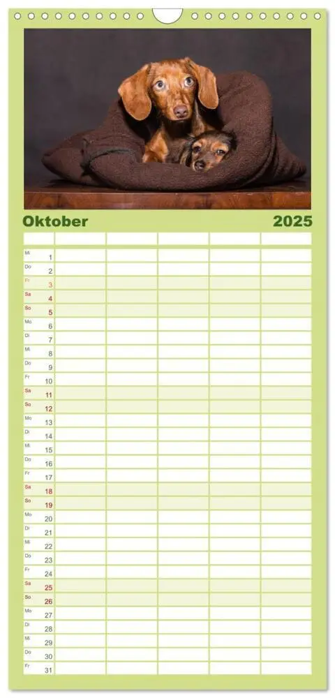 Bild: 9783457115442 | Familienplaner 2025 - DACKEL... wissen was sie wollen... (und was...