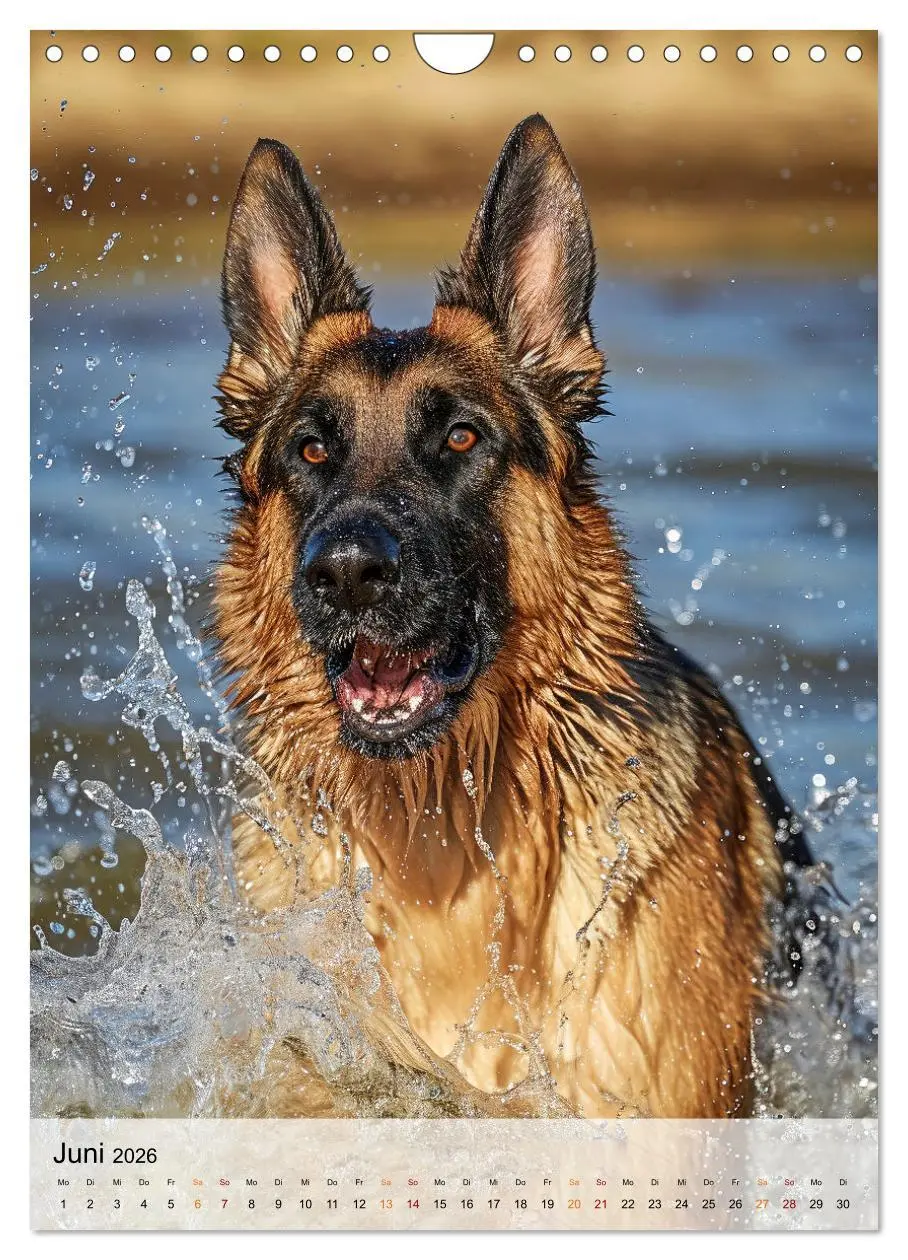 Bild: 9783516285642 | Deutscher Schäferhund - mutig und zuverlässig (Wandkalender 2026...