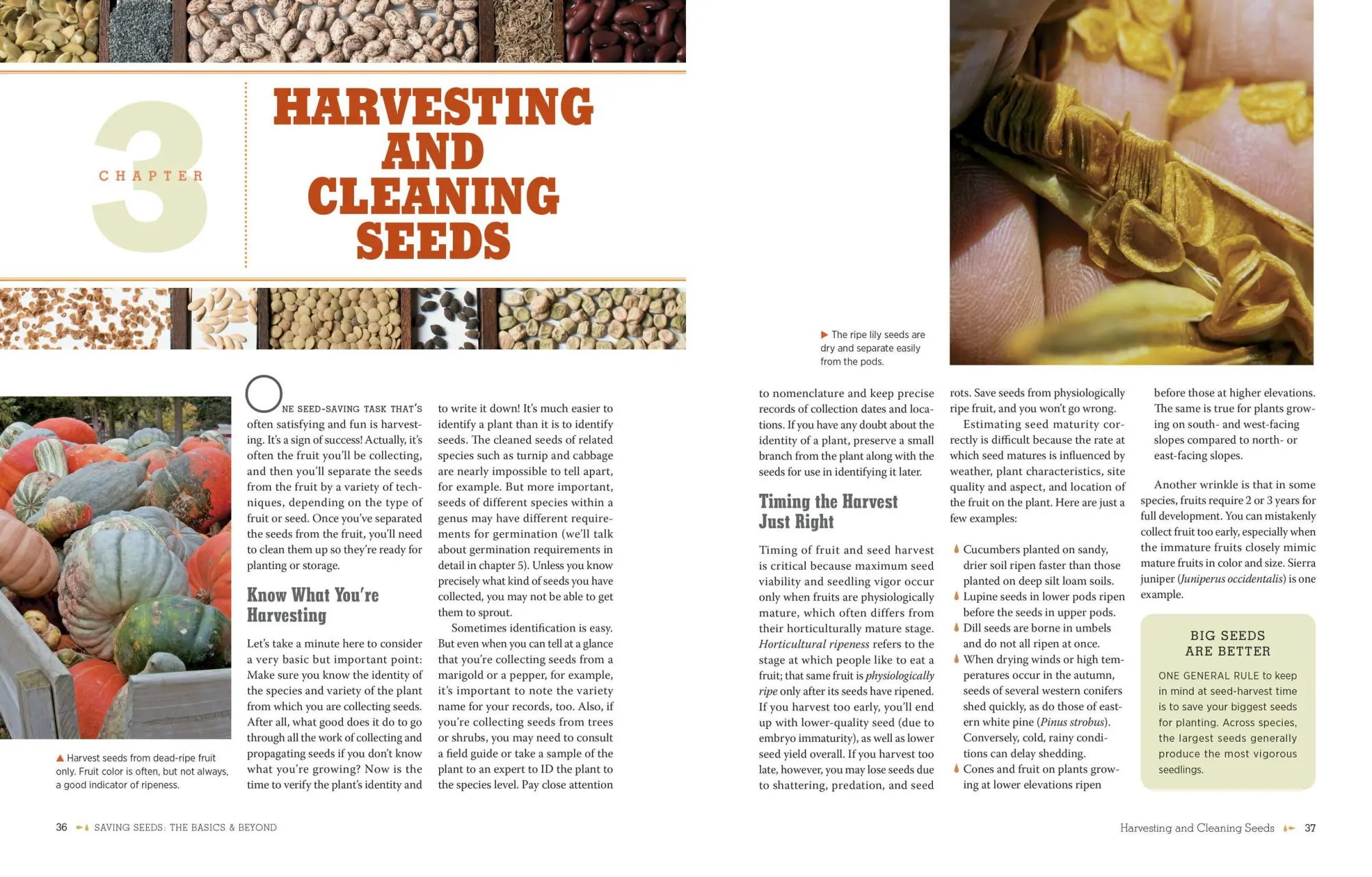 Bild: 9781603425742 | The Complete Guide to Saving Seeds | Robert E Gough (u. a.) | Buch