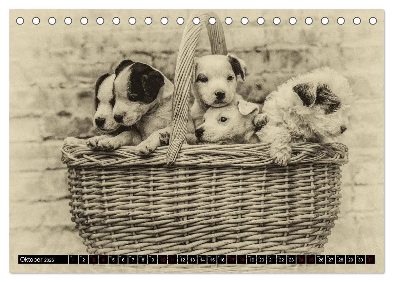 Bild: 9783457875742 | Parson Jack Russel Welpen (Tischkalender 2026 DIN A5 quer),...