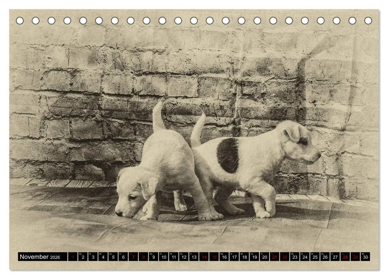 Bild: 9783457875742 | Parson Jack Russel Welpen (Tischkalender 2026 DIN A5 quer),...