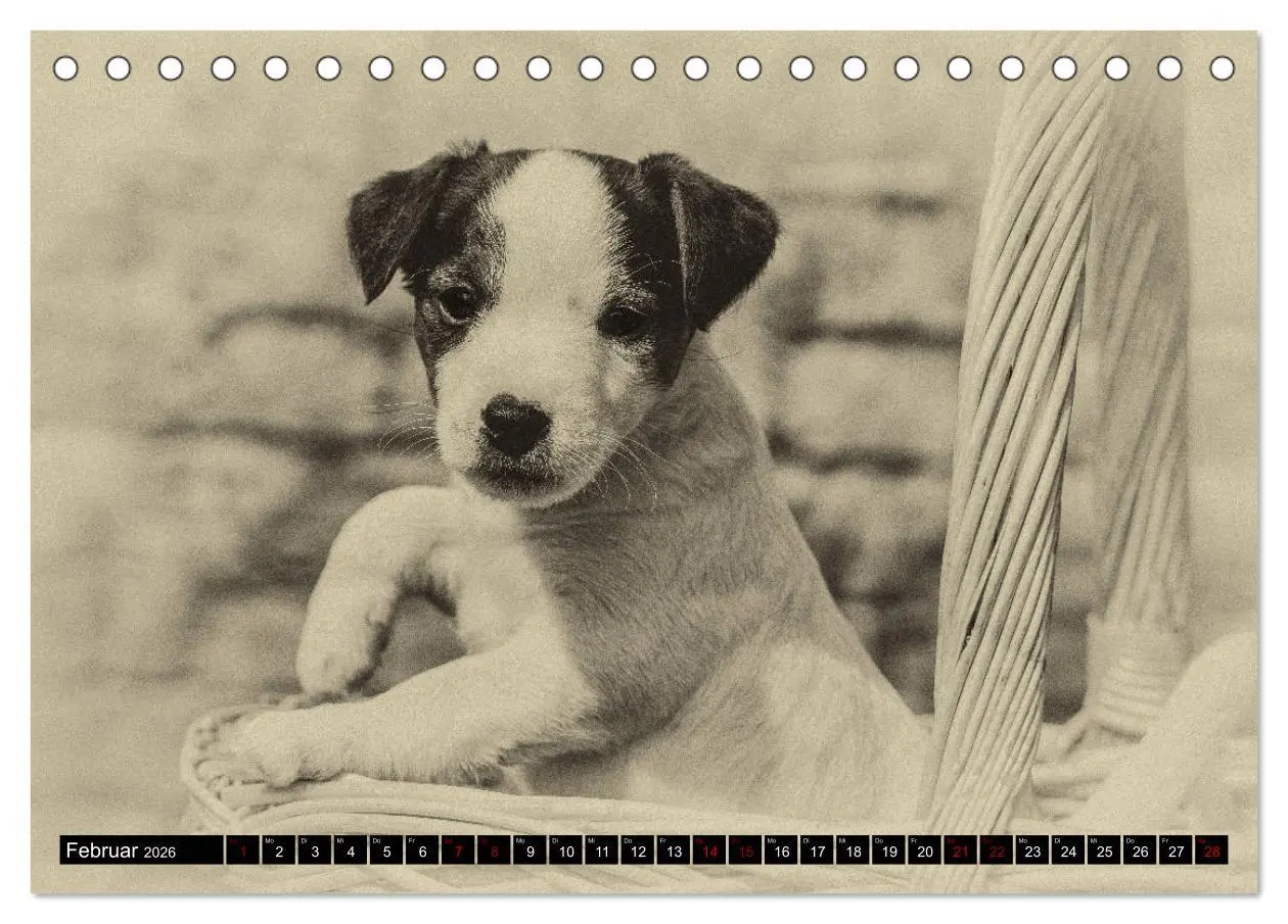 Bild: 9783457875742 | Parson Jack Russel Welpen (Tischkalender 2026 DIN A5 quer),...