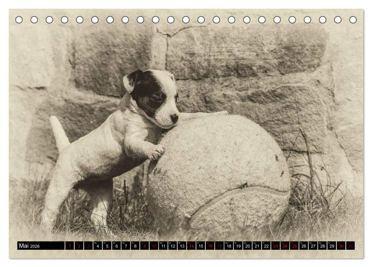 Bild: 9783457875742 | Parson Jack Russel Welpen (Tischkalender 2026 DIN A5 quer),...