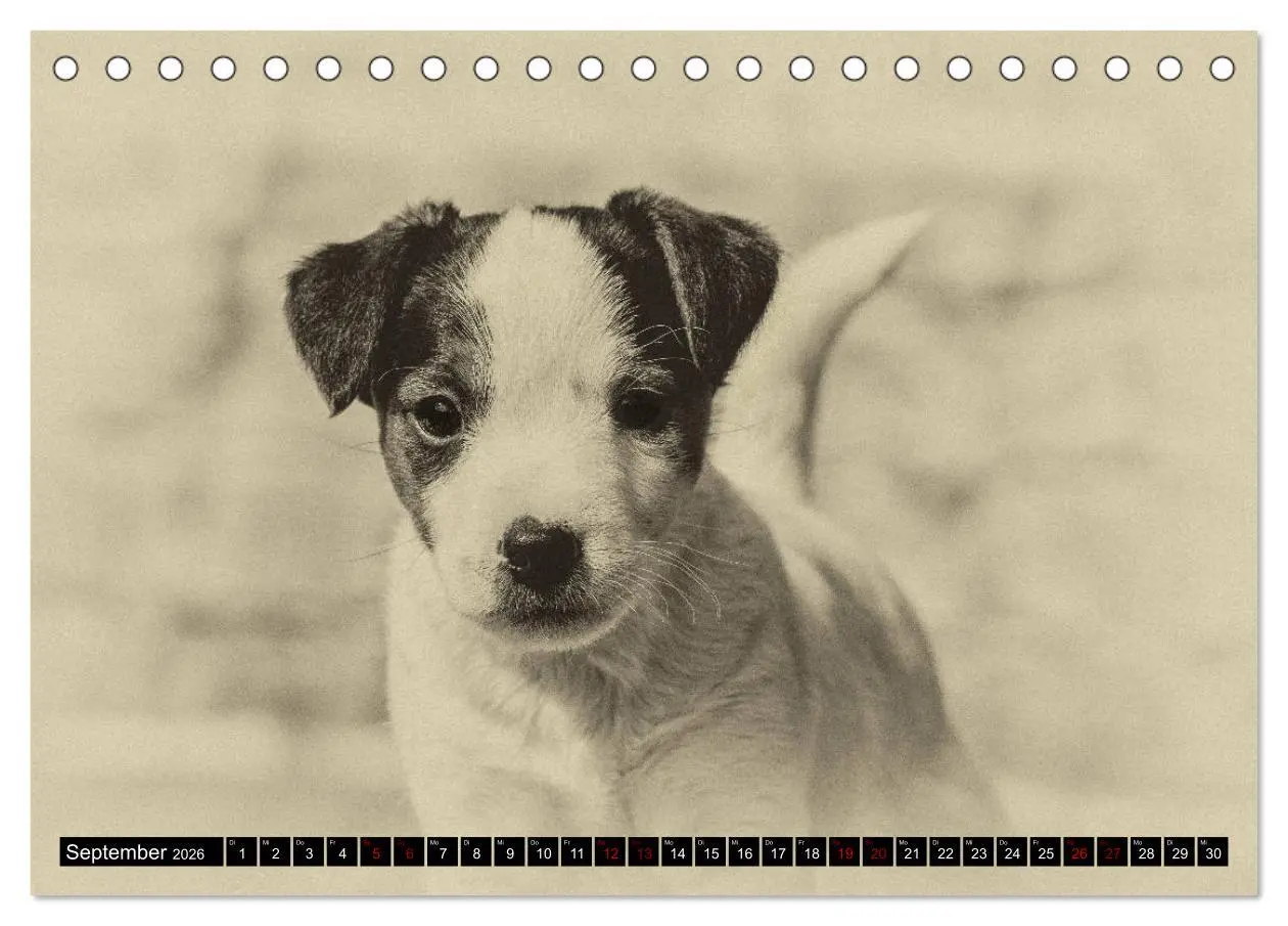 Bild: 9783457875742 | Parson Jack Russel Welpen (Tischkalender 2026 DIN A5 quer),...