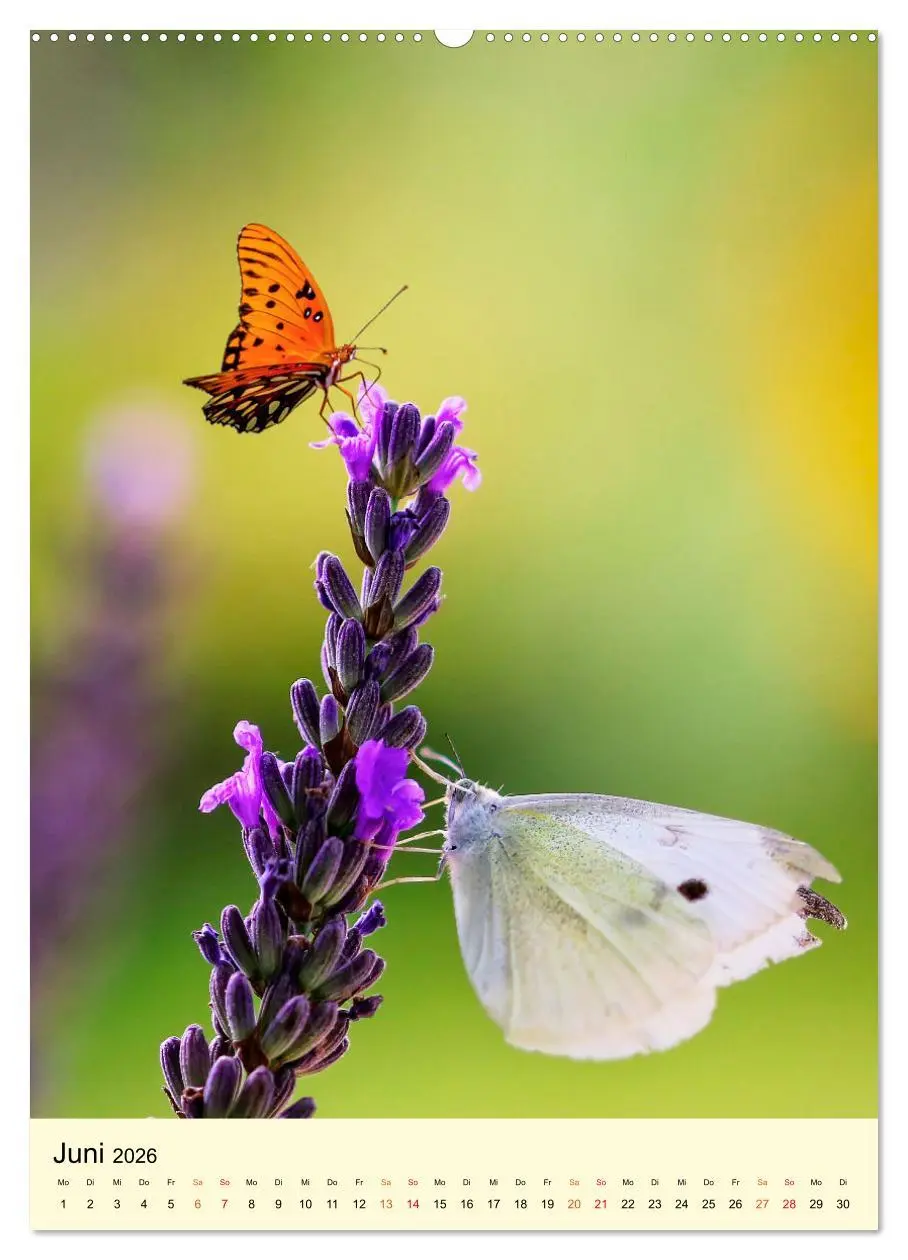 Bild: 9783516345742 | Provence Lavendel Paradies (hochwertiger Premium Wandkalender 2026...