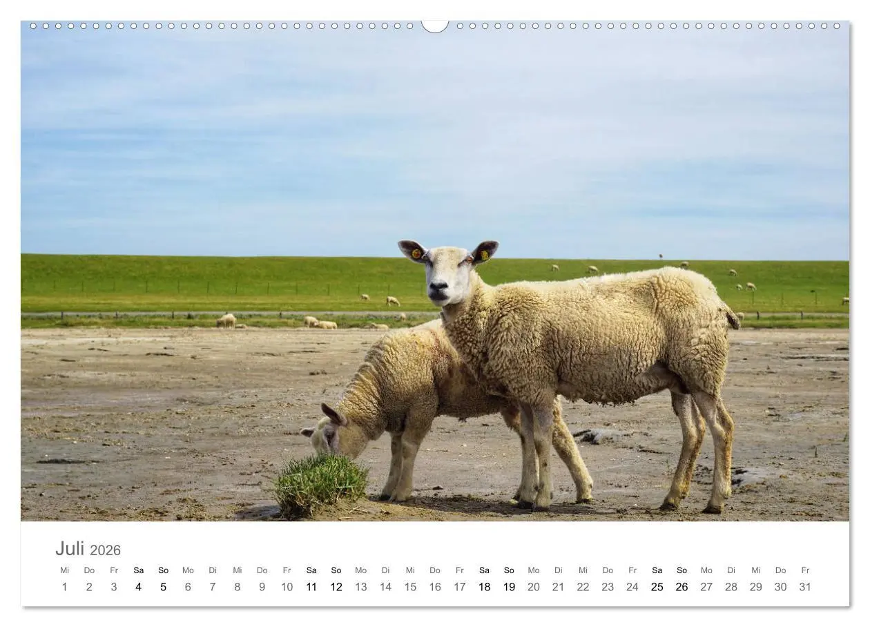 Bild: 9783457785942 | Nordfriesland (Wandkalender 2026 DIN A2 quer), CALVENDO Monatskalender