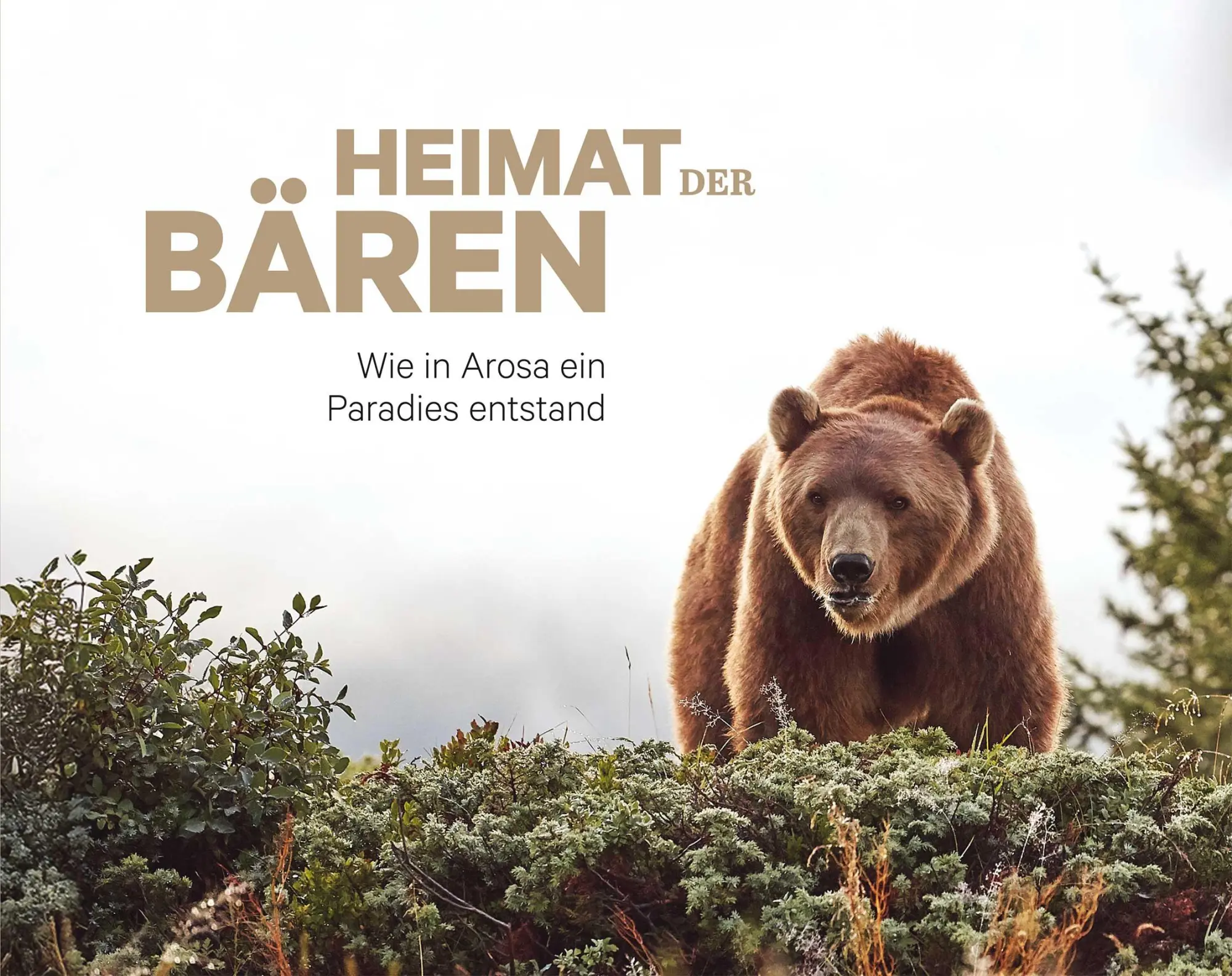 Cover: 9783907095942 | Heimat der Bären | Wie in Arosa ein Paradies entstand | Jenny (u. a.)