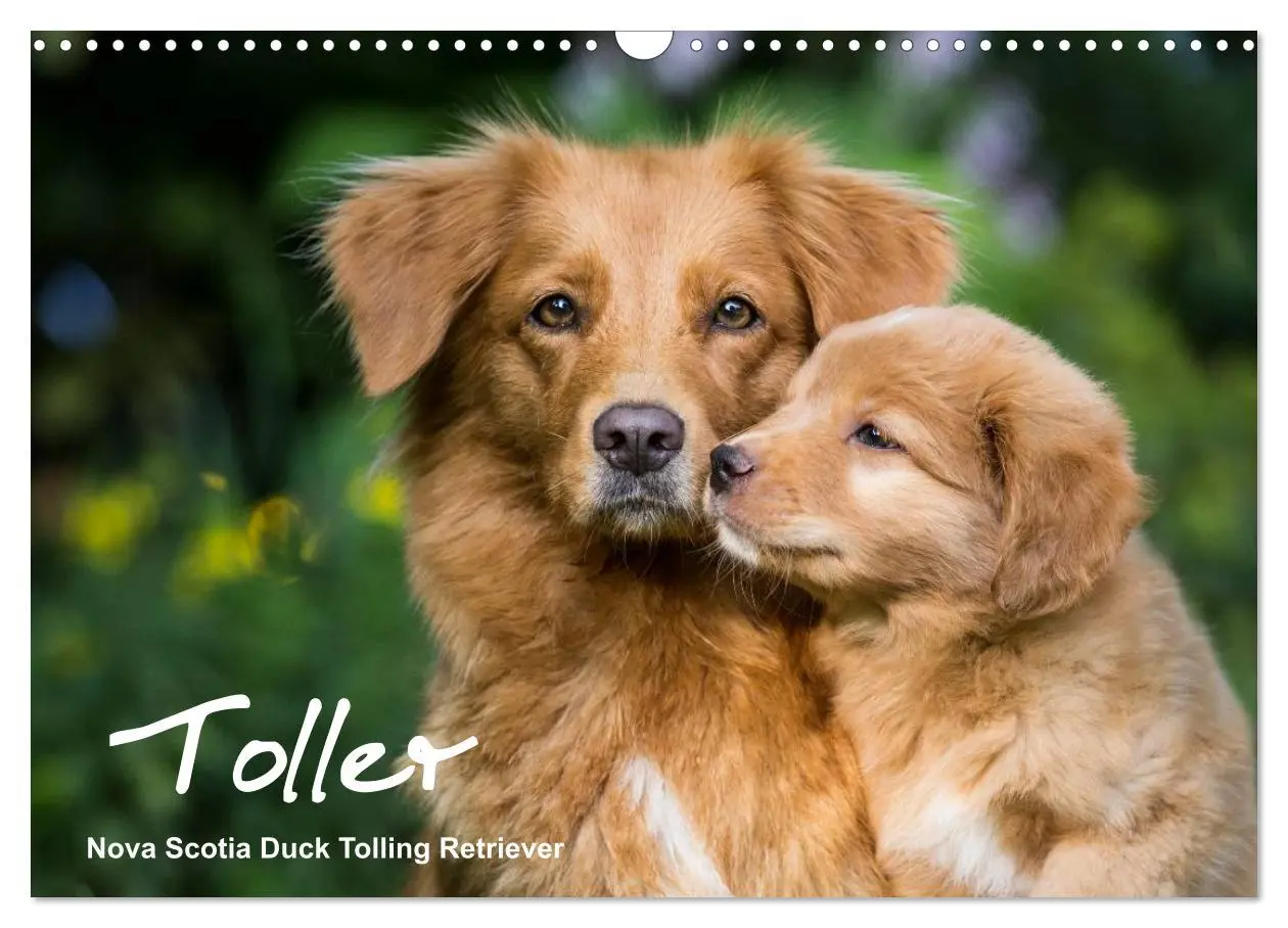Cover: 9783516076042 | Toller - Nova Scotia Duck Tolling Retriever (Wandkalender 2026 DIN...