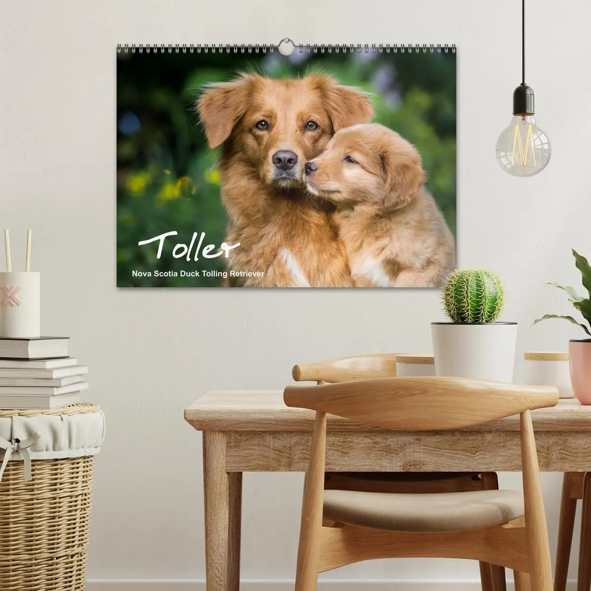 Bild: 9783516076042 | Toller - Nova Scotia Duck Tolling Retriever (Wandkalender 2026 DIN...