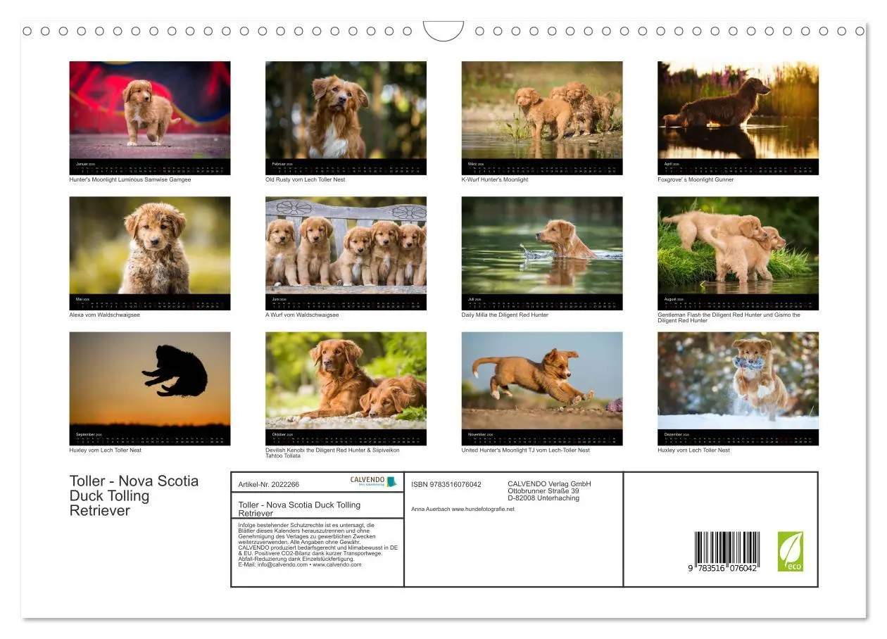 Bild: 9783516076042 | Toller - Nova Scotia Duck Tolling Retriever (Wandkalender 2026 DIN...