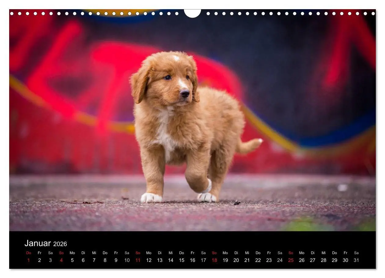 Bild: 9783516076042 | Toller - Nova Scotia Duck Tolling Retriever (Wandkalender 2026 DIN...