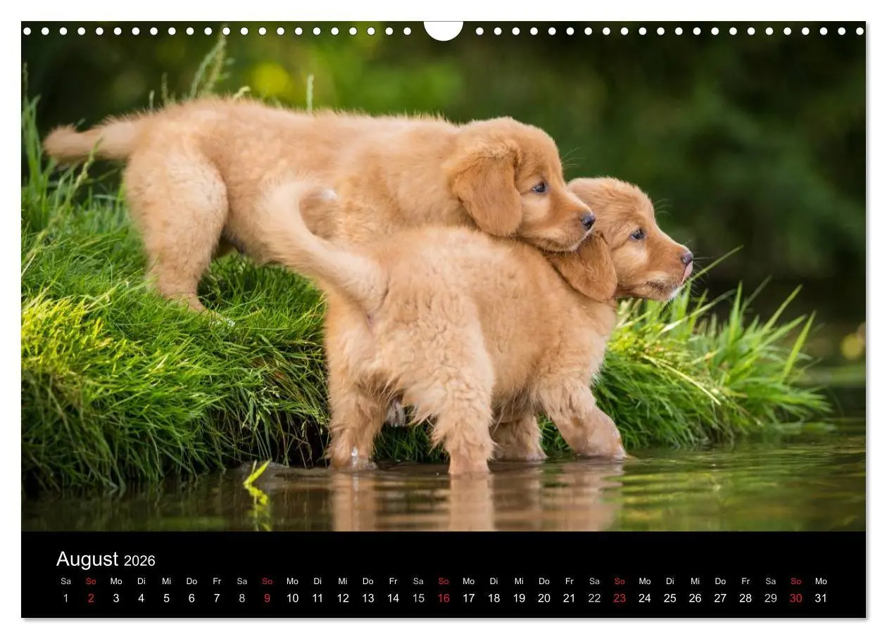 Bild: 9783516076042 | Toller - Nova Scotia Duck Tolling Retriever (Wandkalender 2026 DIN...