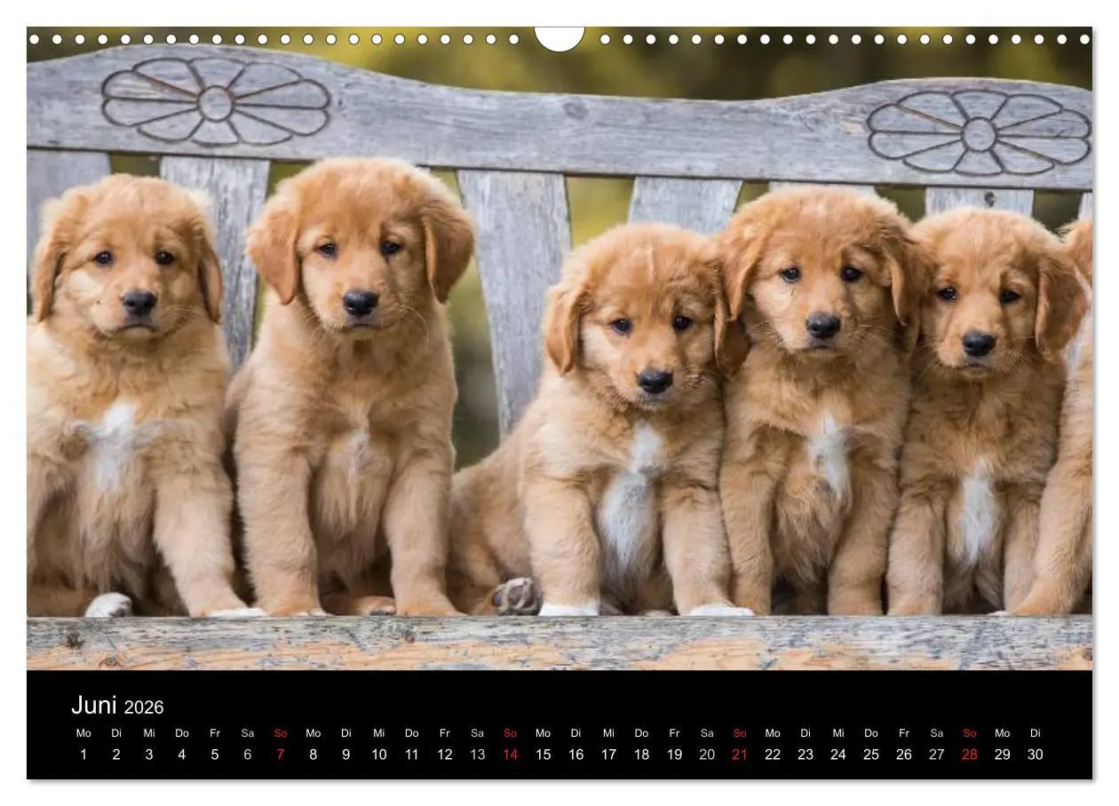 Bild: 9783516076042 | Toller - Nova Scotia Duck Tolling Retriever (Wandkalender 2026 DIN...