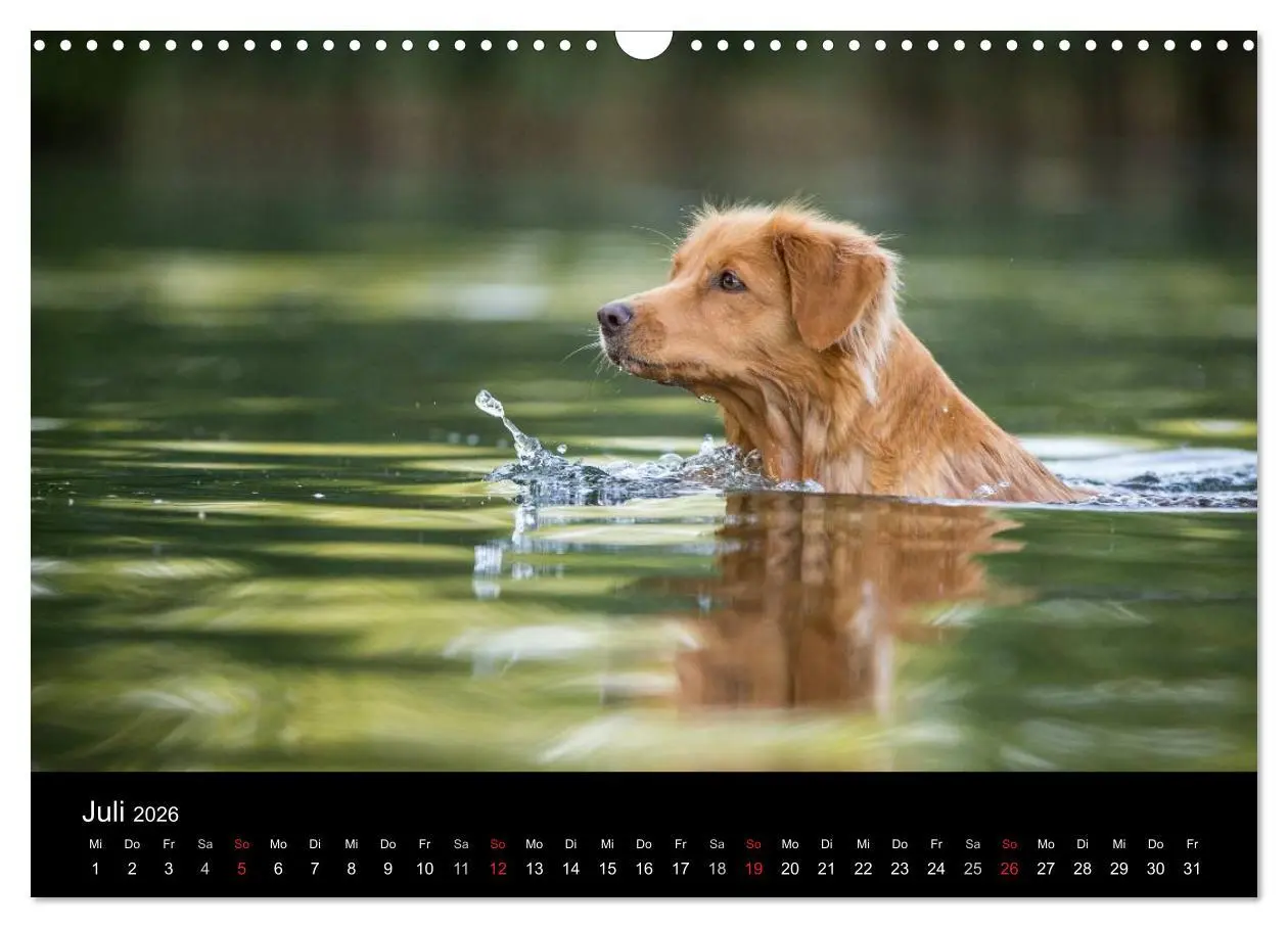 Bild: 9783516076042 | Toller - Nova Scotia Duck Tolling Retriever (Wandkalender 2026 DIN...