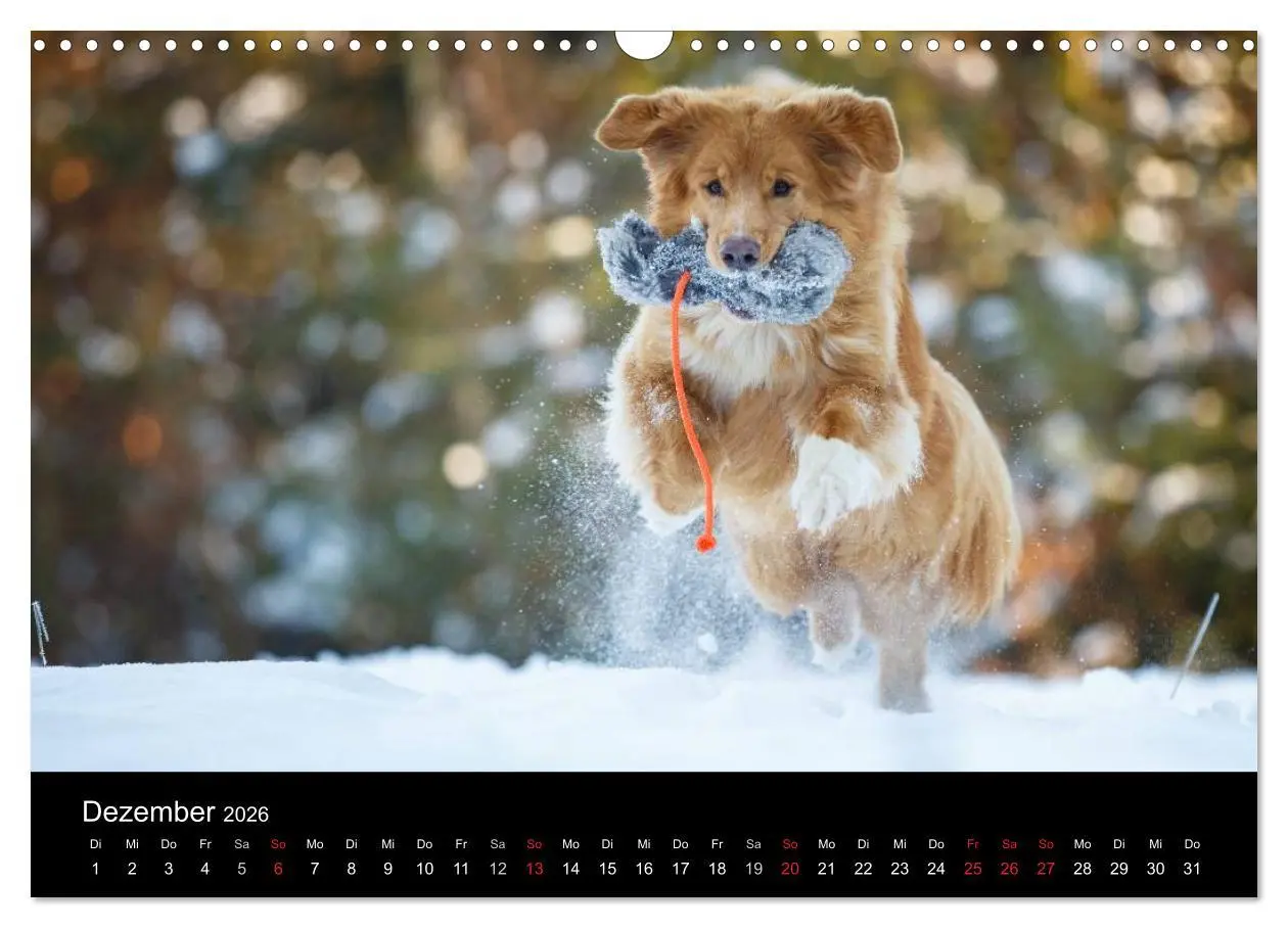 Bild: 9783516076042 | Toller - Nova Scotia Duck Tolling Retriever (Wandkalender 2026 DIN...