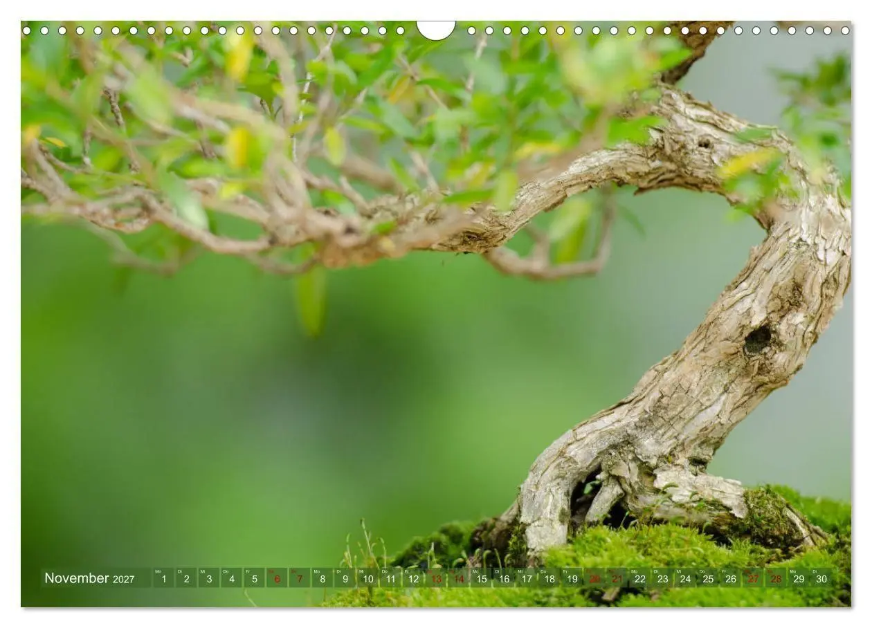 Bild: 9783569786042 | Bonsai ganz nah (Wandkalender 2027 DIN A3 quer), CALVENDO...
