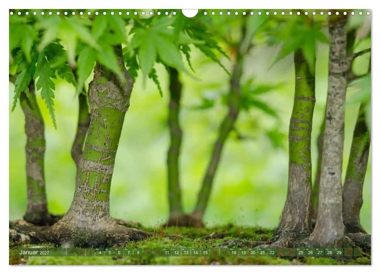 Bild: 9783569786042 | Bonsai ganz nah (Wandkalender 2027 DIN A3 quer), CALVENDO...