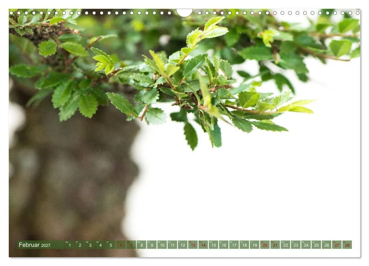 Bild: 9783569786042 | Bonsai ganz nah (Wandkalender 2027 DIN A3 quer), CALVENDO...