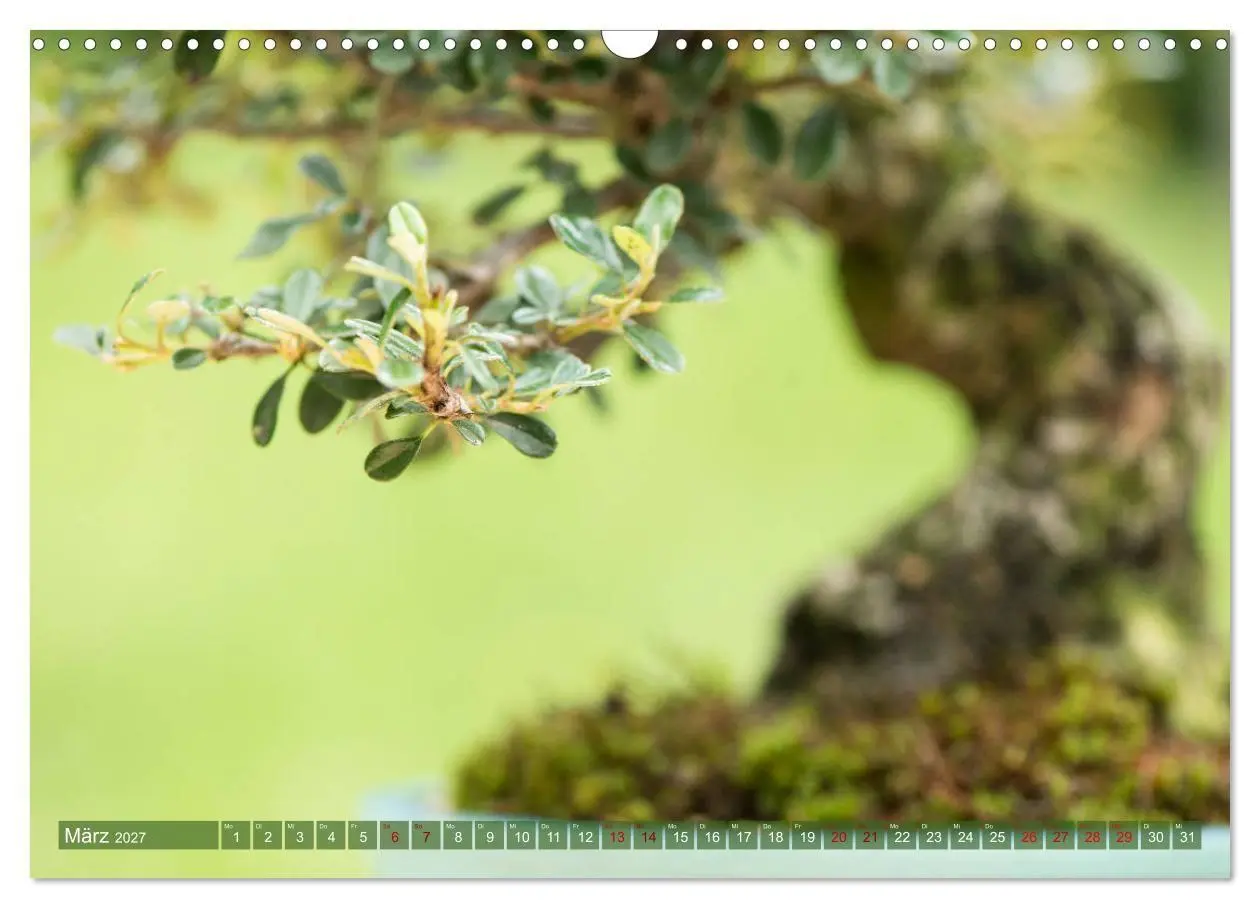 Bild: 9783569786042 | Bonsai ganz nah (Wandkalender 2027 DIN A3 quer), CALVENDO...