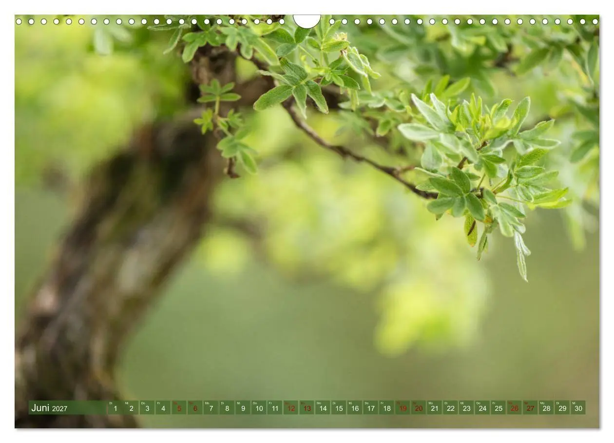 Bild: 9783569786042 | Bonsai ganz nah (Wandkalender 2027 DIN A3 quer), CALVENDO...