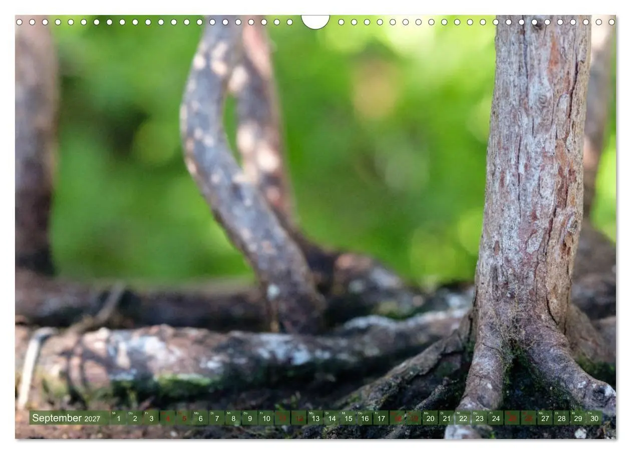 Bild: 9783569786042 | Bonsai ganz nah (Wandkalender 2027 DIN A3 quer), CALVENDO...