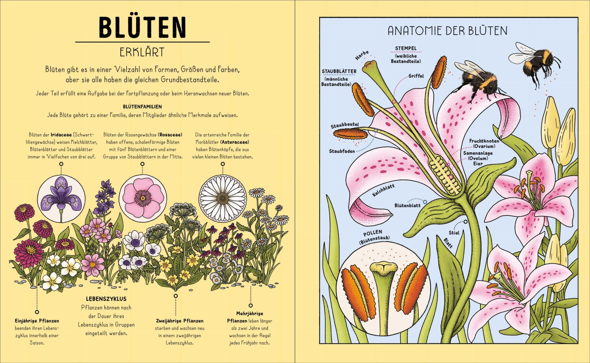 Bild: 9783791376042 | Der Natur-Erklärer | Helen Brown (u. a.) | Buch | 64 S. | Deutsch