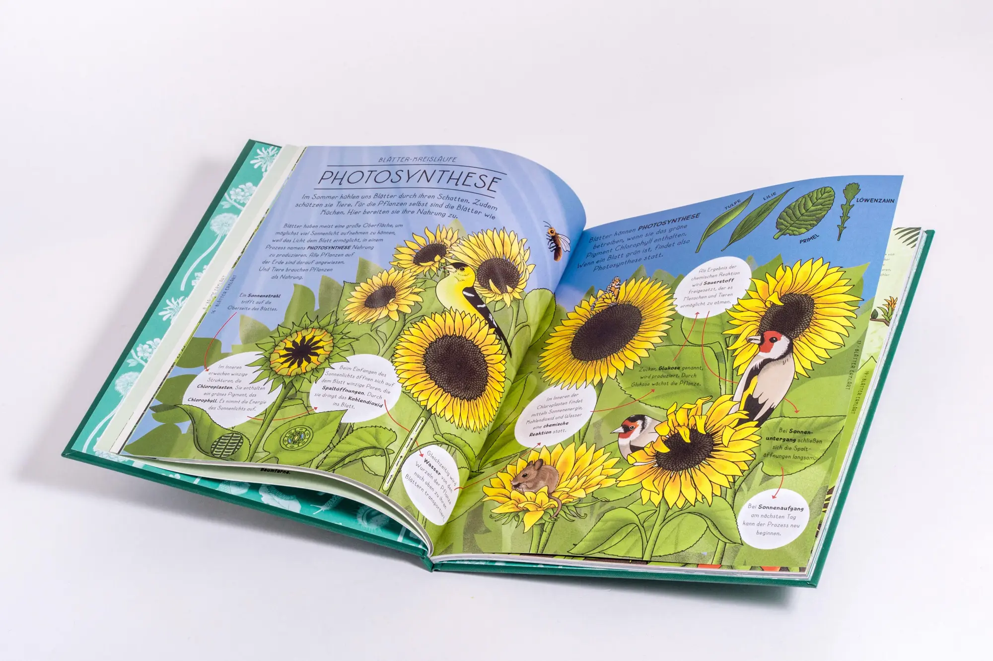 Bild: 9783791376042 | Der Natur-Erklärer | Helen Brown (u. a.) | Buch | 64 S. | Deutsch