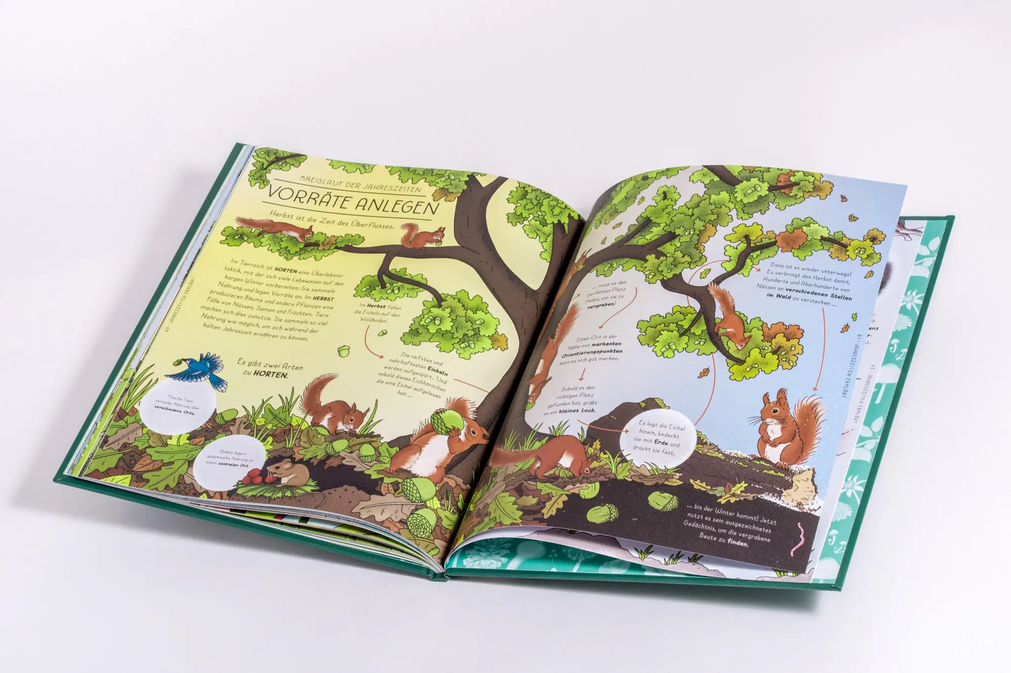 Bild: 9783791376042 | Der Natur-Erklärer | Helen Brown (u. a.) | Buch | 64 S. | Deutsch