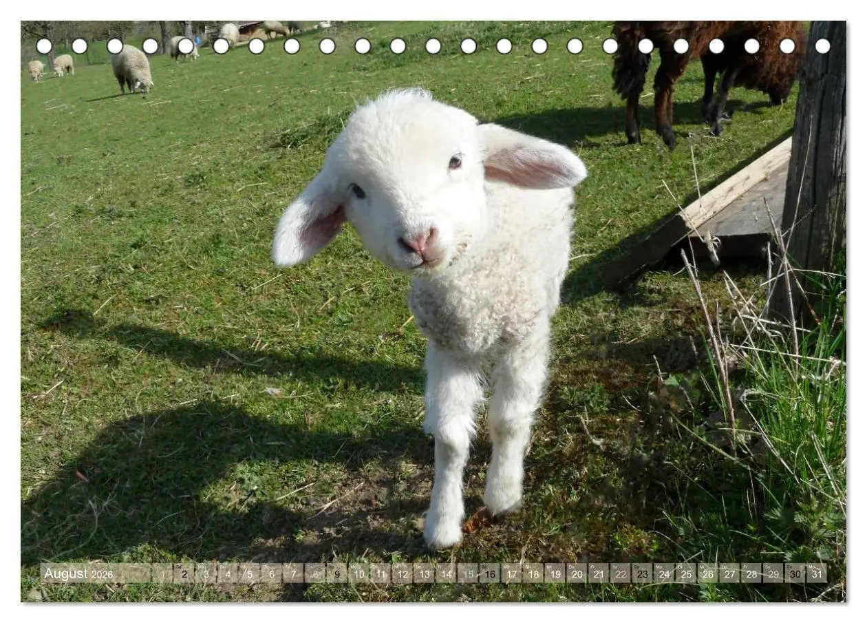 Bild: 9783516056242 | Schafe - soweit das Auge reicht (Tischkalender 2026 DIN A5 quer),...