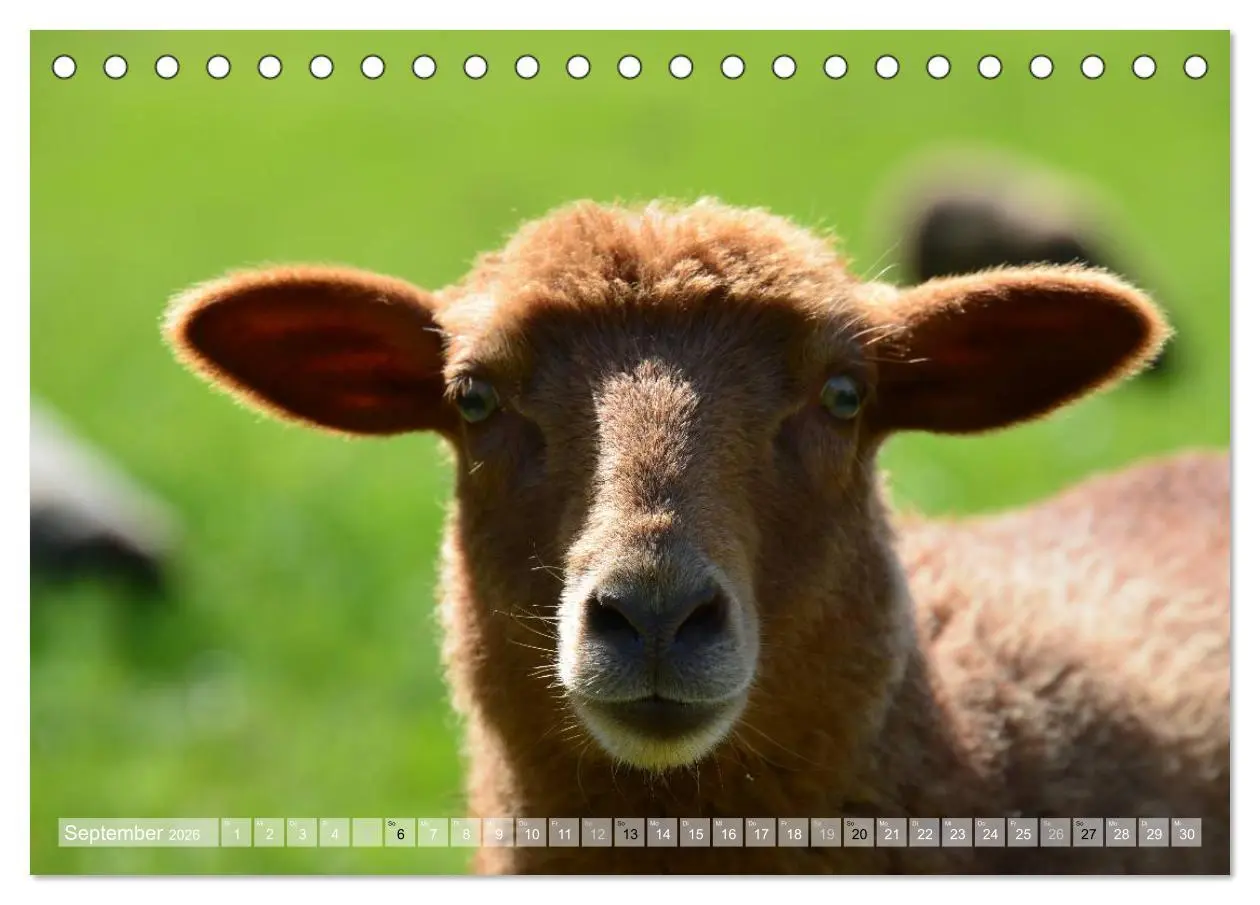 Bild: 9783516056242 | Schafe - soweit das Auge reicht (Tischkalender 2026 DIN A5 quer),...