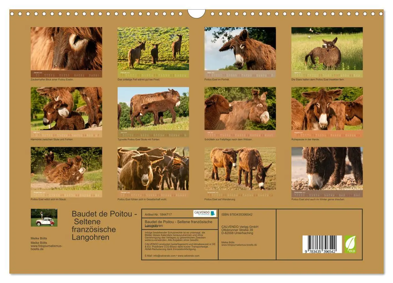 Bild: 9783435396542 | Baudet de Poitou - Seltene französische Langohren (Wandkalender...