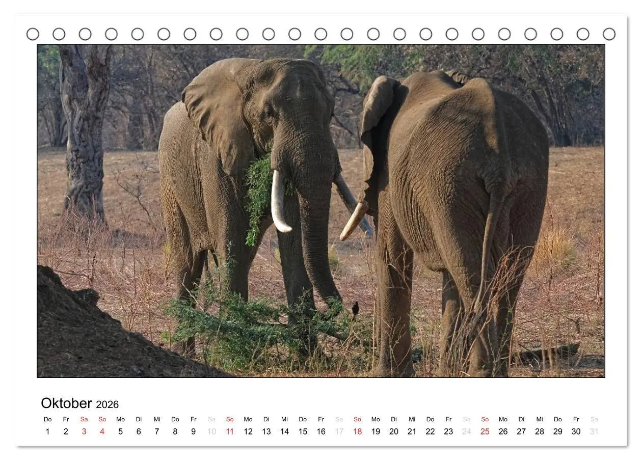 Bild: 9783516196542 | Afrikanische Elefanten (Tischkalender 2026 DIN A5 quer), CALVENDO...