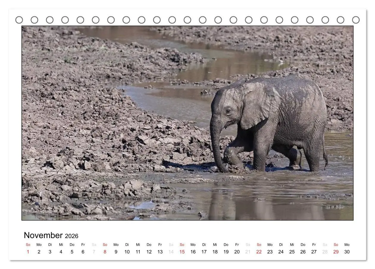 Bild: 9783516196542 | Afrikanische Elefanten (Tischkalender 2026 DIN A5 quer), CALVENDO...
