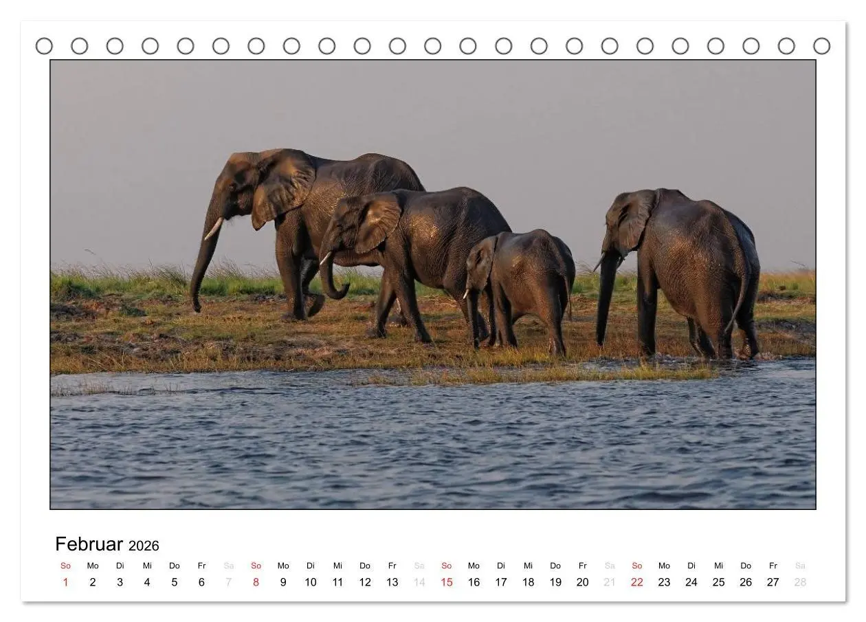 Bild: 9783516196542 | Afrikanische Elefanten (Tischkalender 2026 DIN A5 quer), CALVENDO...