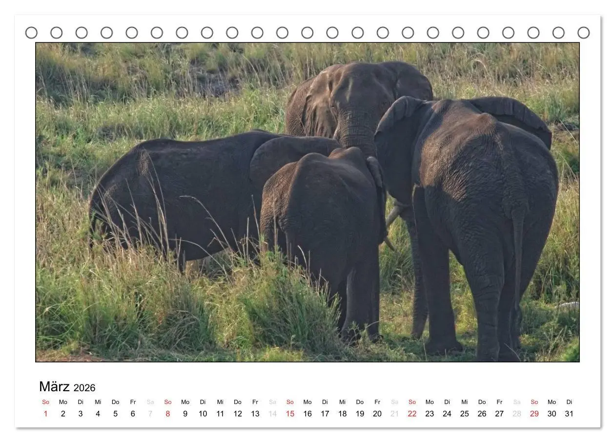 Bild: 9783516196542 | Afrikanische Elefanten (Tischkalender 2026 DIN A5 quer), CALVENDO...