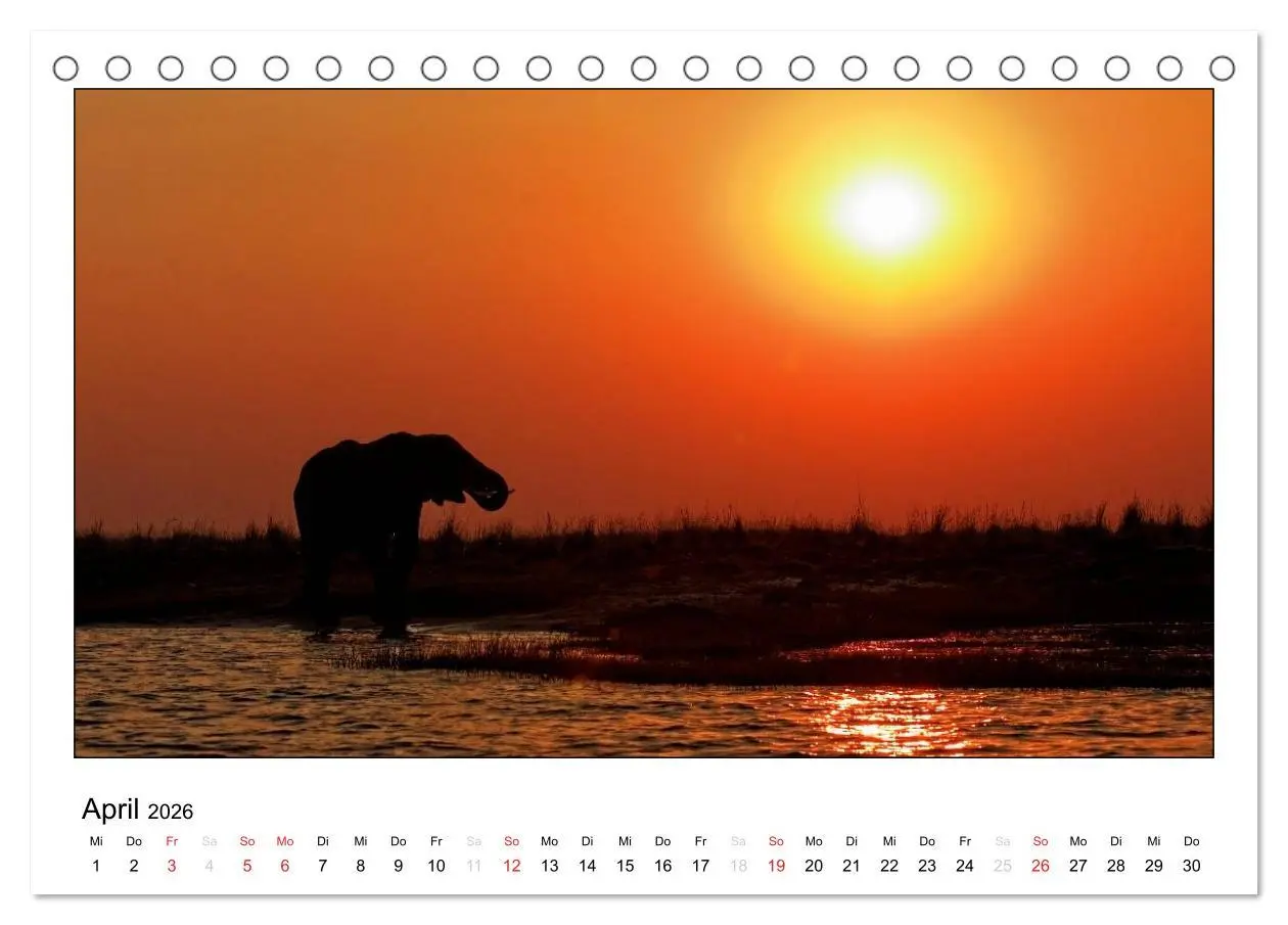 Bild: 9783516196542 | Afrikanische Elefanten (Tischkalender 2026 DIN A5 quer), CALVENDO...