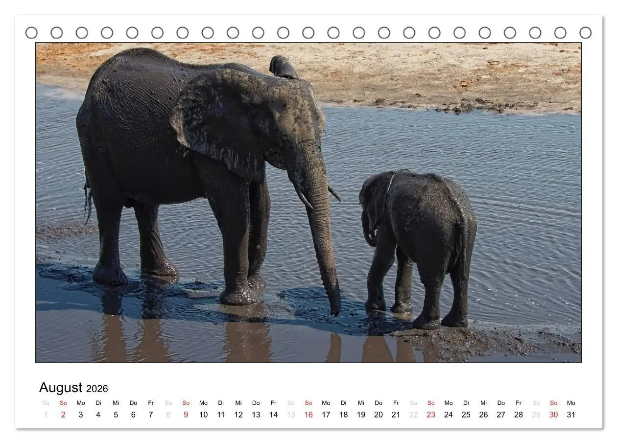 Bild: 9783516196542 | Afrikanische Elefanten (Tischkalender 2026 DIN A5 quer), CALVENDO...