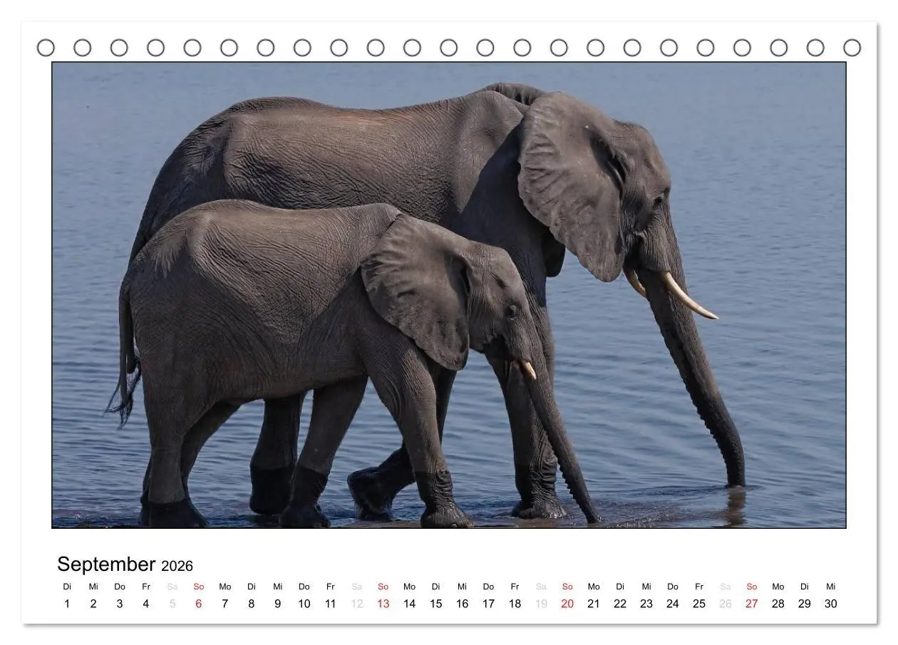Bild: 9783516196542 | Afrikanische Elefanten (Tischkalender 2026 DIN A5 quer), CALVENDO...